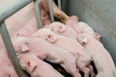 Çiftlikte domuz hasat etmek.