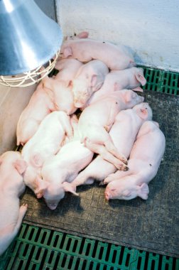 Çiftlikteki küçük domuzlar