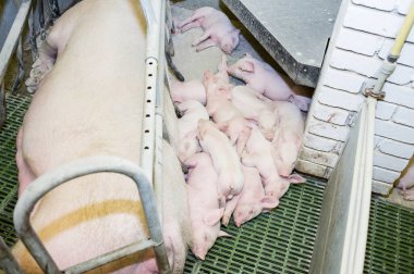 Çiftlikte domuz hasat etmek.