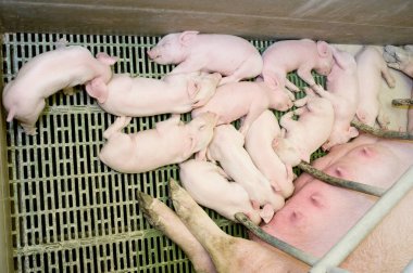 Çiftlikte domuz hasat etmek.