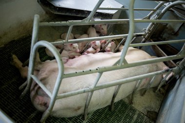 Çiftlikte domuz hasat etmek.