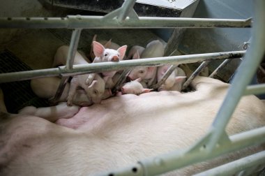 Çiftlikteki küçük domuzlar