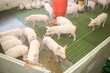 Çiftlikte domuz hasat etmek.