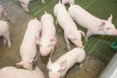 Çiftlikte domuz hasat etmek.