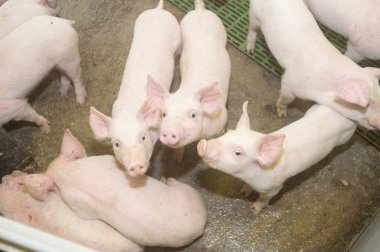 Çiftlikte domuz hasat etmek.