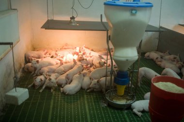 Çiftlikte domuz hasat etmek.