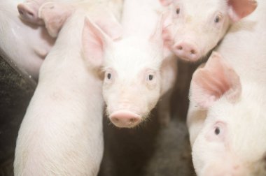 Çiftlikteki küçük domuzlar