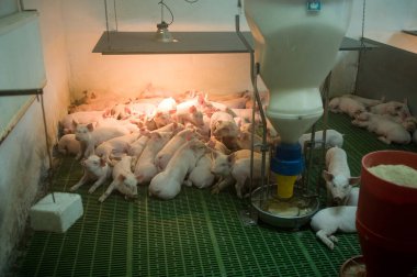 Çiftlikteki küçük domuzlar