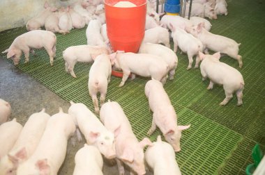 Çiftlikte domuz hasat etmek.