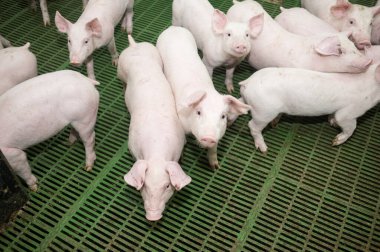 Çiftlikteki küçük domuzlar