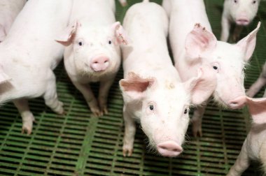 Çiftlikte domuz hasat etmek.