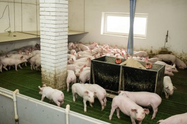 Çiftlikte domuz hasat etmek.