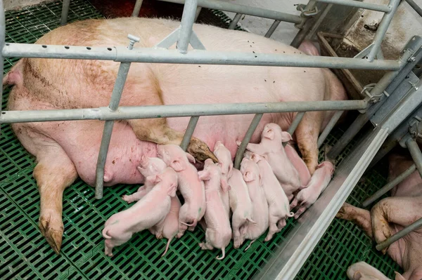 농장에 돼지들 — 스톡 사진