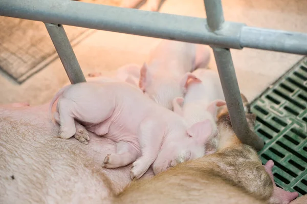 농장에서 돼지를 수확하는 — 스톡 사진