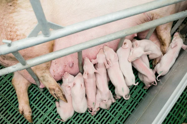 农场里的小猪 — 图库照片
