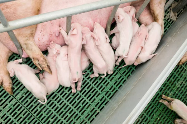 Domuz fabrikası çiftçiliği domuz çiftliğinin ve endüstriyel hayvan tarımının bir alt kümesidir.