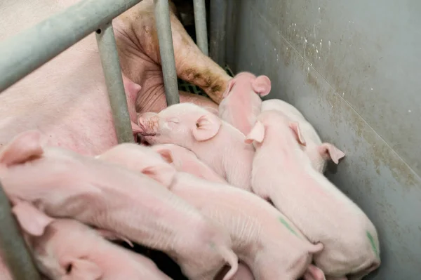 Piccoli Maialini Una Fattoria — Foto Stock