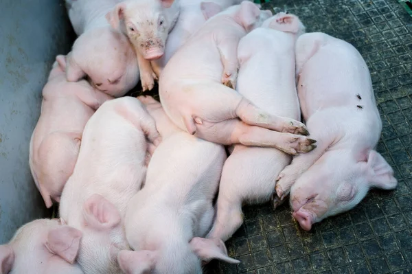 농장에 돼지들 — 스톡 사진