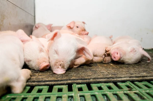 Harvesting Pigs Farm — Stock Photo, Image