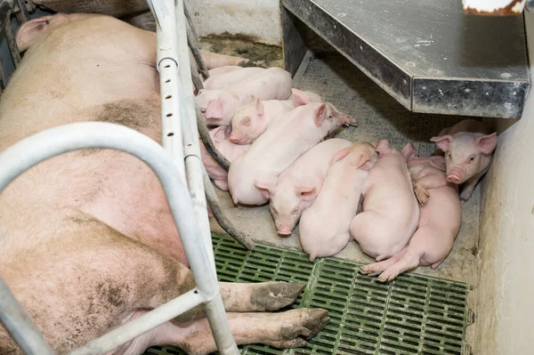 농장에서 돼지를 수확하는 — 스톡 사진