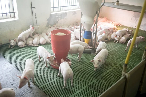 Varkens Oogsten Een Boerderij — Stockfoto