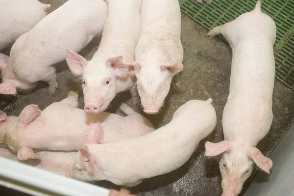 Pig factory farming is a subset of pig farming and of Industrial animal agriculture