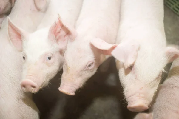 Raccolta Suini Una Fattoria — Foto Stock