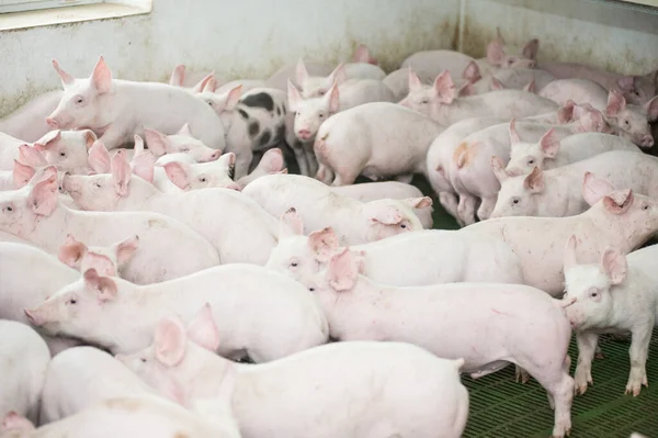 Colheita Suínos Numa Exploração Agrícola — Fotografia de Stock