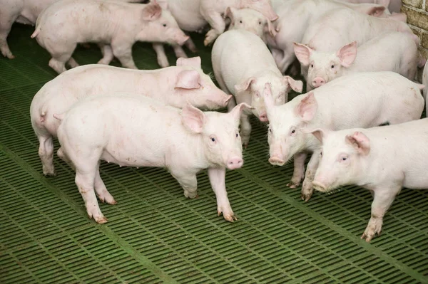 Varkenshouderij Een Onderdeel Van Varkenshouderij Van Industriële Veeteelt — Stockfoto