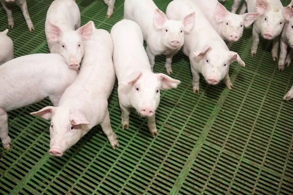 Colheita Suínos Numa Exploração Agrícola — Fotografia de Stock