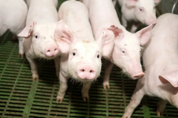 農場で豚を収穫する — ストック写真