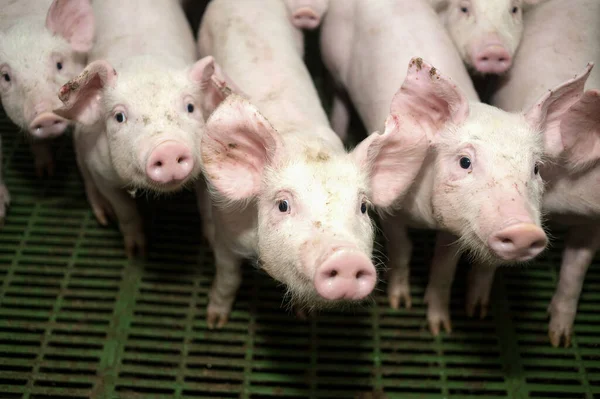Свиноводство Является Частью Свиноводства Промышленного Животноводства — стоковое фото
