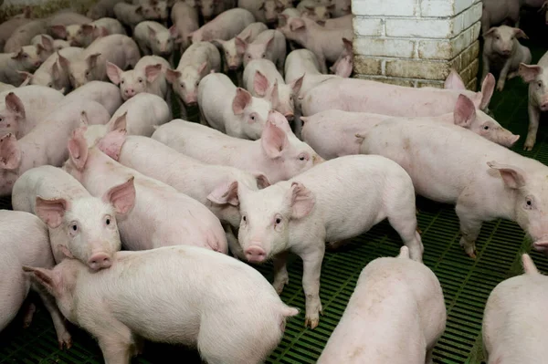 Varkens Oogsten Een Boerderij — Stockfoto
