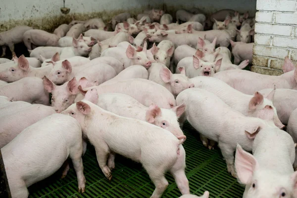 Piccoli Maialini Una Fattoria — Foto Stock