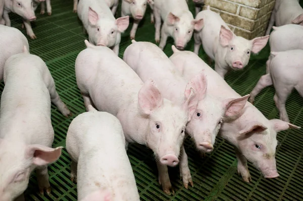 Colheita Suínos Numa Exploração Agrícola — Fotografia de Stock