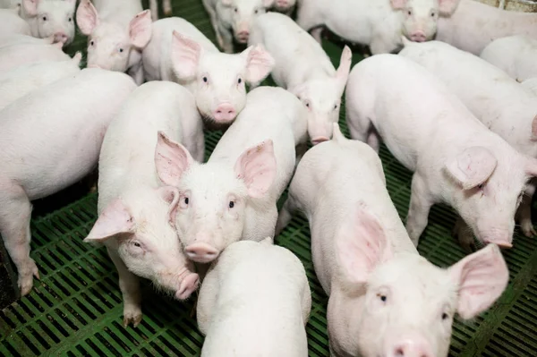 Kleine Biggetjes Een Boerderij — Stockfoto