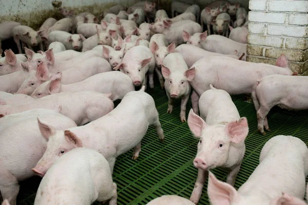 Piccoli Maialini Una Fattoria — Foto Stock