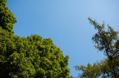 Bahçedeki yeşil ağaçlar