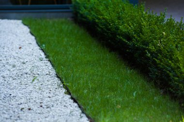 Bahçedeki yeşil çalılar