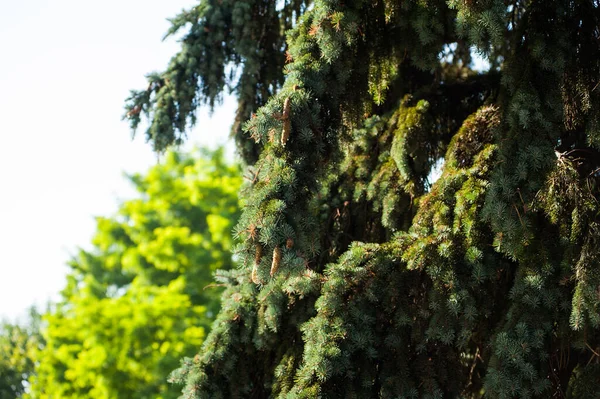 Plantas Verdes Jardín —  Fotos de Stock