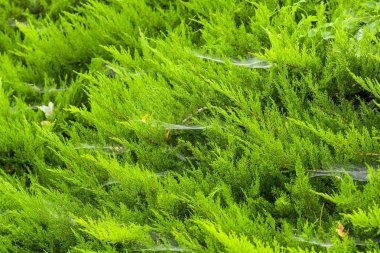 Yeşil yaprakları arasında örümcek ağı.