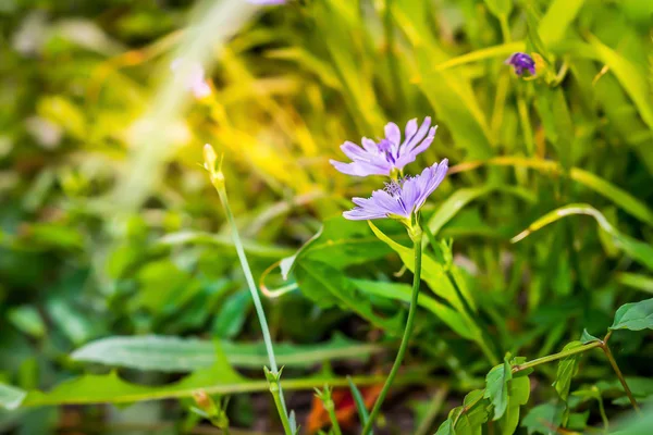 Фіолетові Дикі Квіти Полі Розмитим Фоном — стокове фото