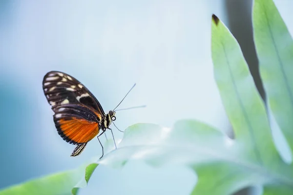 Beau papillon sur feuille verte, rapproché avec du DOF peu profond. fond d'humeur bleu flou — Photo