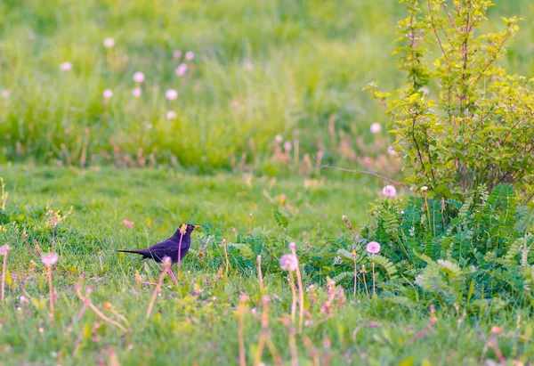 Uccello nero nel campo con fiori — Foto Stock