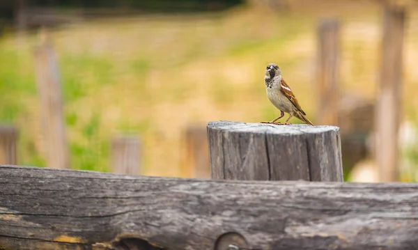 Pardal doméstico Passer domesticus em uma cerca de madeira velha com comida em seu bico — Fotografia de Stock