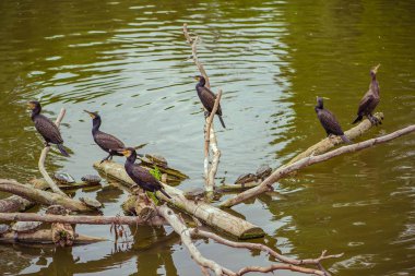 Siyah karabatak kuşlar sonbaharda banches üzerinde oturan