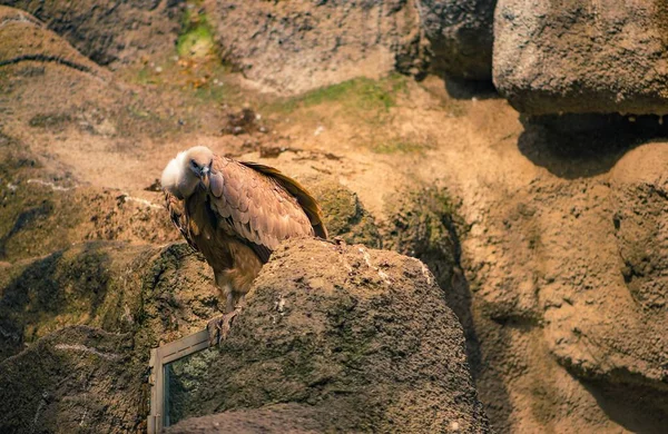 Retrato de abutres necrófagos no pôr do sol Gyps fulvus — Fotografia de Stock