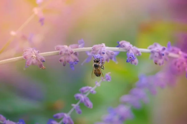 Bumblebee coleta de pólen em flor roxa desfocado fundo — Fotografia de Stock