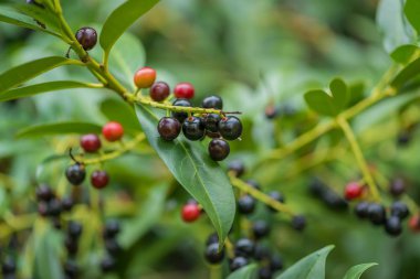 Kırmızı berry bitki Bahar güneşi ile yakın