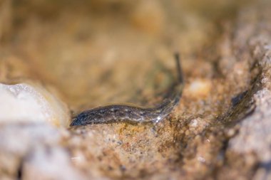 Leech su makrosunda seçici odak yakın